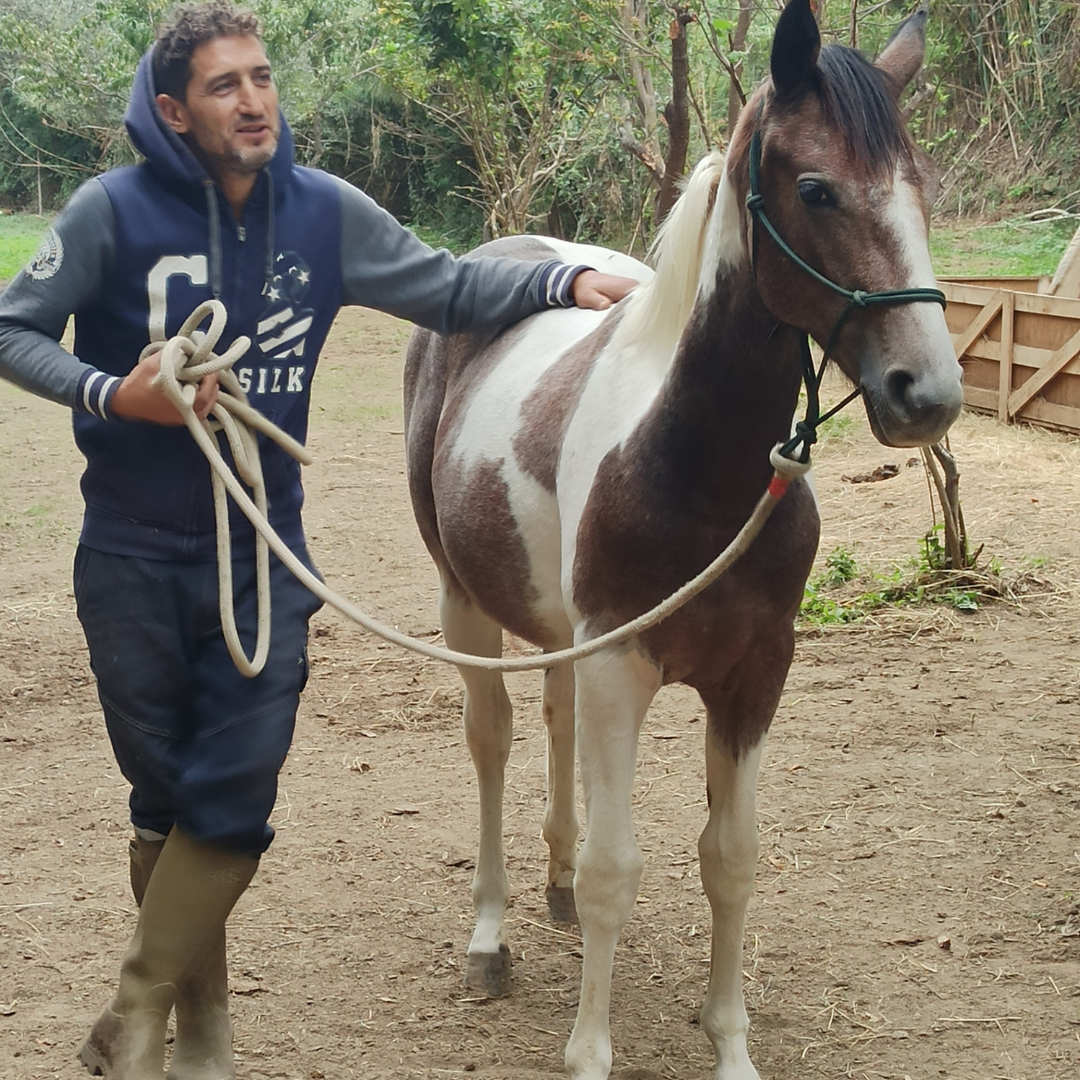 Alessandro Di Gennaro esperto in cura e prevenzione dei cavalli